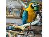 PoulaTo: Υάκινθος παπαγάλος Macaw πτηνών προς πώληση